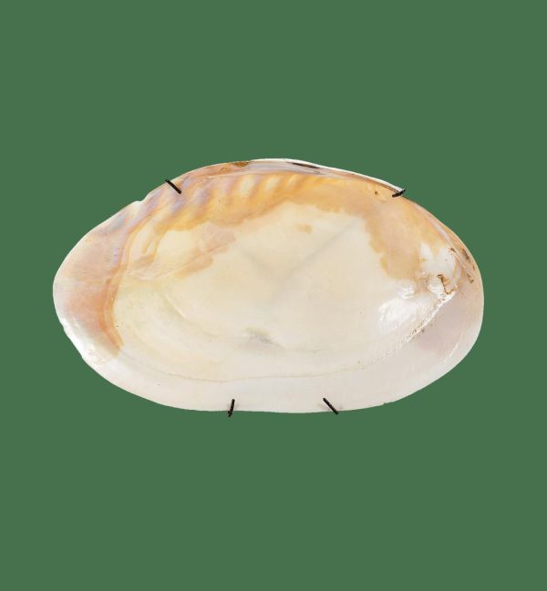 Nexusedge.shop0b53277abc 1